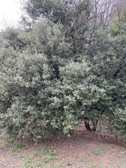 Quercus ilex