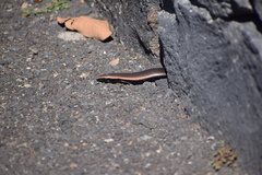 Chalcides viridanus
