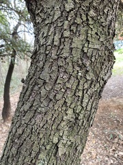 Quercus ilex