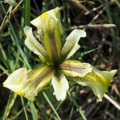 Iris grant-duffii