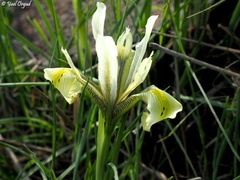 Iris grant-duffii
