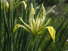 Iris grant-duffii