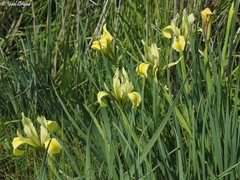 Iris grant-duffii