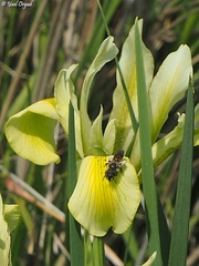 Iris grant-duffii