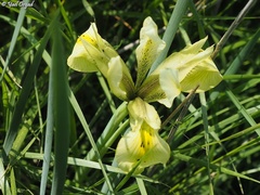 Iris grant-duffii