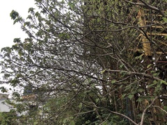Broussonetia papyrifera