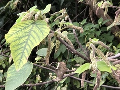 Broussonetia papyrifera
