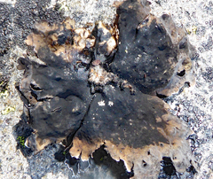 Umbilicaria hyperborea