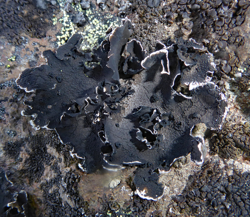 Blistered Rock Tripe