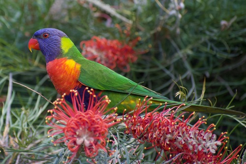 Rainbow Lorikeet, photo 3 of 10