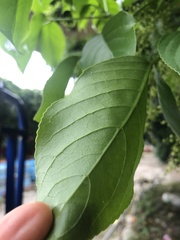 Bischofia javanica