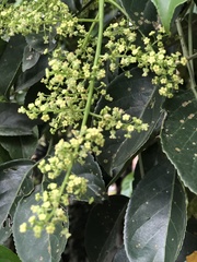 Bischofia javanica