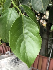 Bischofia javanica