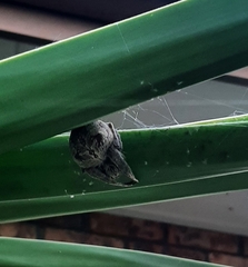 Araneidae
