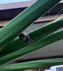 Araneidae