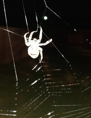 Araneidae