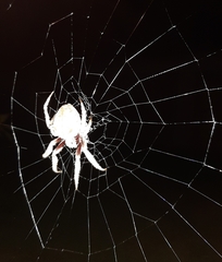 Araneidae