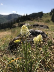 Toxicoscordion venenosum