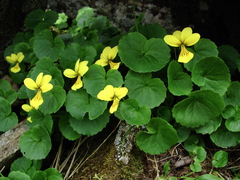 Viola caucasica