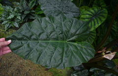 Alocasia sarawakensis