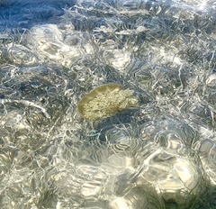 Cassiopea frondosa