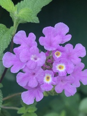 Lantana