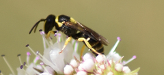Hylaeus pictus