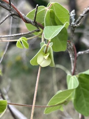 Macrotyloma axillare