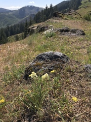 Toxicoscordion venenosum