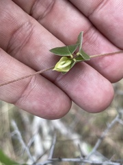 Macrotyloma axillare