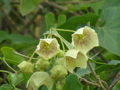 Philibertia gilliesii