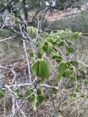 Macrotyloma axillare