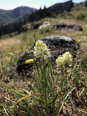 Toxicoscordion venenosum