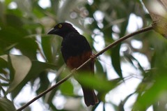 Ploceus castaneofuscus