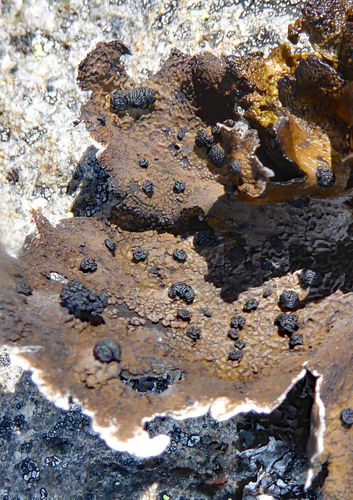 Blistered Rock Tripe