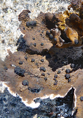 Umbilicaria hyperborea