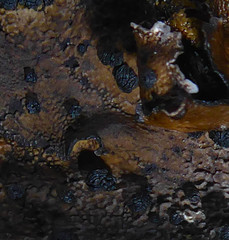 Umbilicaria hyperborea