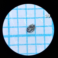 Theridiosoma