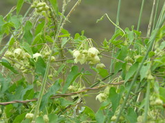 Philibertia gilliesii