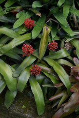 Aechmea miniata