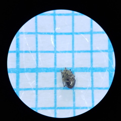 Theridiosoma