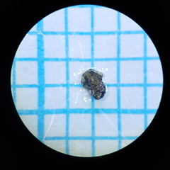 Theridiosoma
