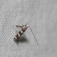 Acrocercops chionosema