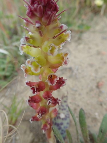 Image of Lachenalia membranacea by no rights reserved