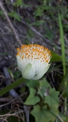 Haemanthus albiflos
