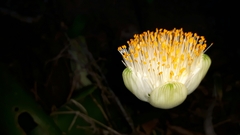 Haemanthus albiflos