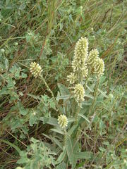 Pterocaulon alopecuroides