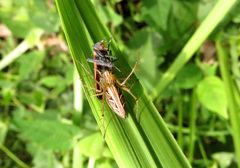 Oxyopes javanus