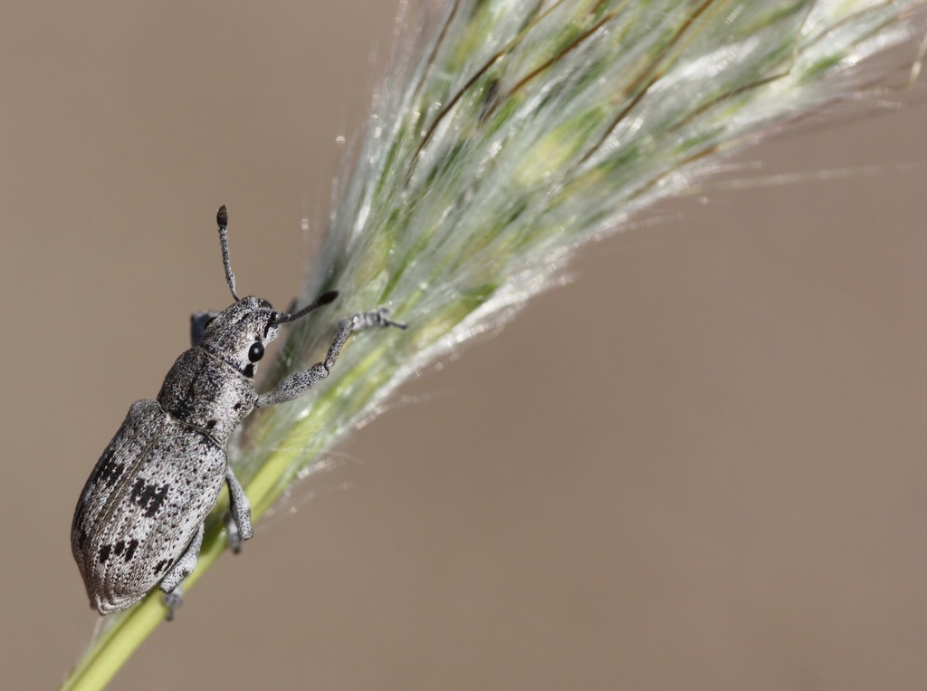 Ericydeus