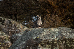 Osphranter robustus robustus